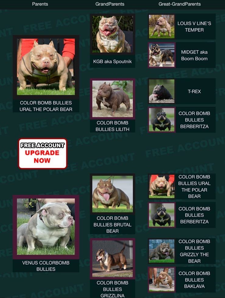 PENTAGON BULLIES OZZY — Night Drakula Kennel